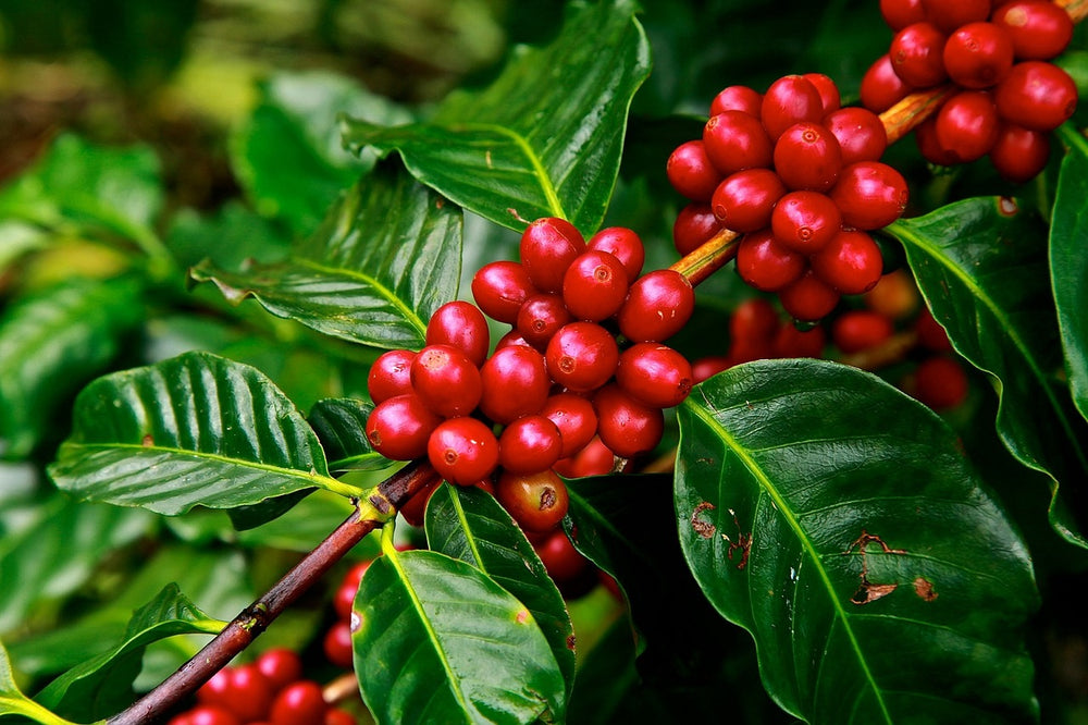 Coffea.fi