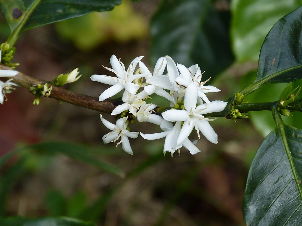 Coffea.fi